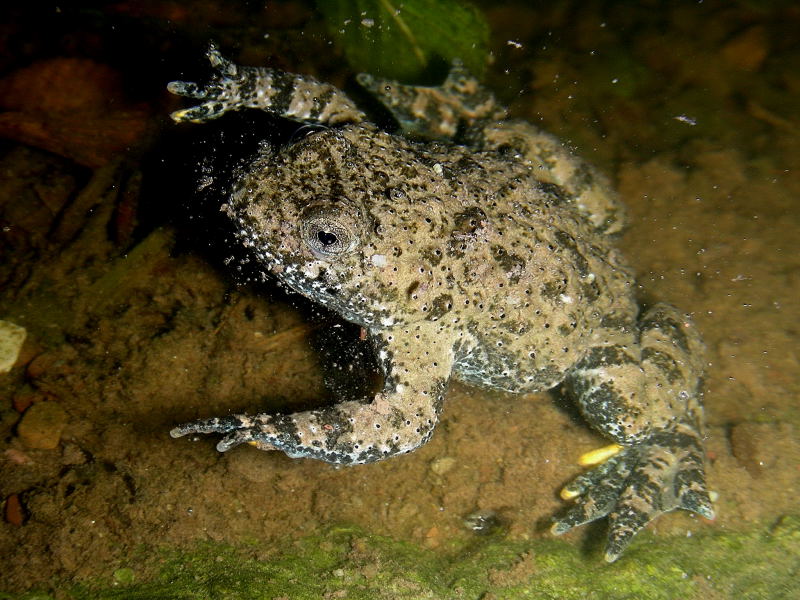 Bombina pachypus